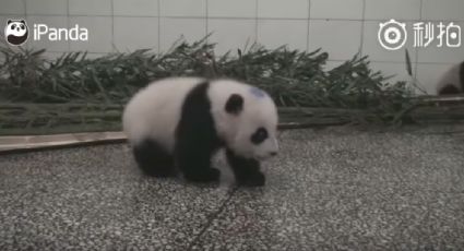 Video de bebé panda con hipo se vuelve viral