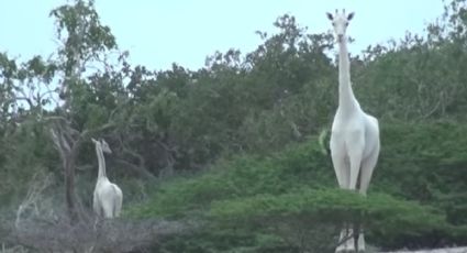 Captan en Kenia a jirafas blancas en un parque de conservación natural
