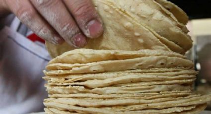 Maíz transgénico, en más del 90% de las tortillas en México 