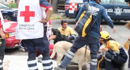 Unidad de Rescate Canino de la UNAM, crucial en rescate de sobrevivientes en CDMX