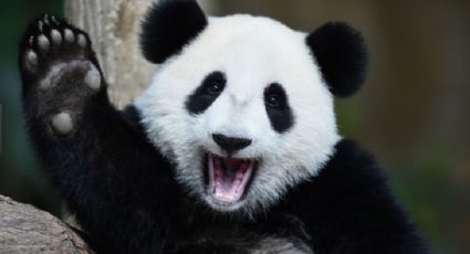 'Xiang Xiang', el nuevo panda gigante de China