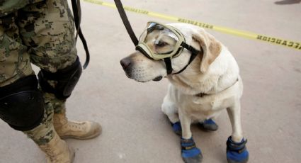 Perros rescatistas, héroes de 4 patas que salvan vidas tras sismo 