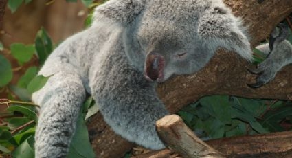 Encuentran un koala muerto y atornillado a un poste en Australia (FOTO) 