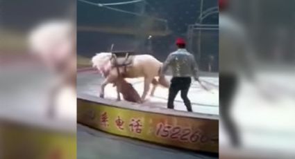 Tigre y leona atacan a caballo durante función de circo (VIDEO)