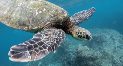 Tortuga intenta depositar sus crías en medio de la basura (VIDEO)