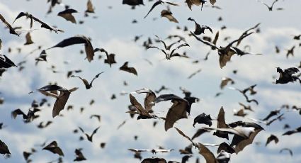 CONANP alista primer santuario de murciélago en México