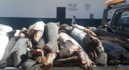 Tiburones encontrados en Michoacán parte del mercado negro