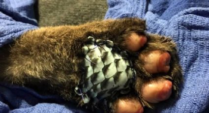 Curan con piel de pescado y acupuntura a animales quemados por incendios forestales en California 