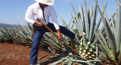 México cuenta con 159 especies de agave: UNAM