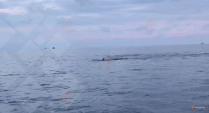 Avistan ballenas en playa de Ixtapa-Zihuatanejo (VIDEO)