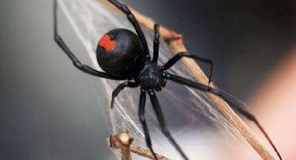 Detecta UNAM nueva especie de araña violinista