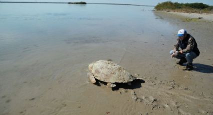 Liberan a más de 200 tortugas varadas en playas de Tamaulipas