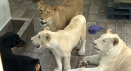 Profepa asegura leones que se encontraban en una azotea de Iztacalco (VIDEO)