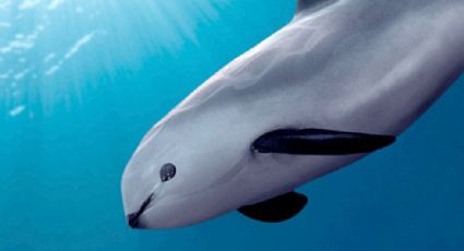 Científicos descartan extinción de vaquita marina