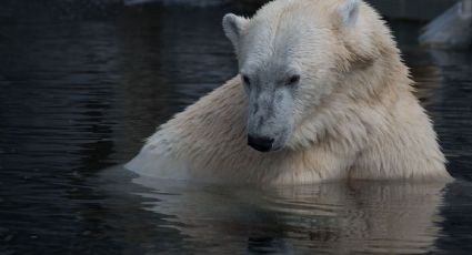 Alerta por altos niveles de mercurio en animales marinos del Ártico occidental 