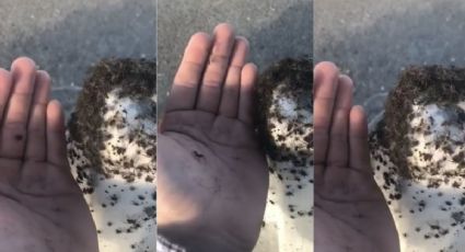 Miles de arañas aparecen sobre una carretera sin explicación alguna (VIDEO) 