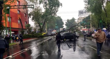 Cae árbol de 30 metros sobre cinco autos en Benito Juárez