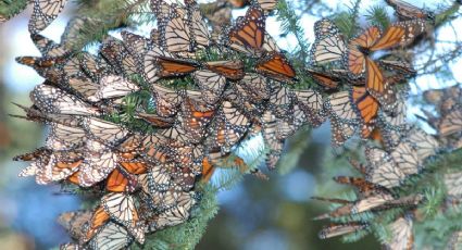 Este sábado abren sus puertas santuarios de la mariposa Monarca (VIDEO)