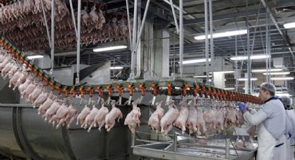Exportarán pollo a México 26 plantas brasileñas más
