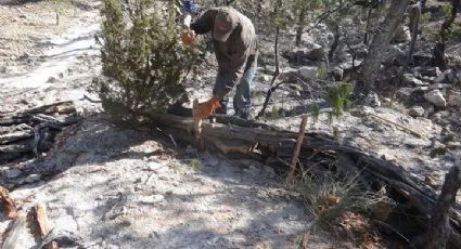 Se ha perdido 50% del territorio vegetal y su fertilidad original por gases de efecto invernadero: CONEVAL