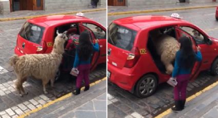 Una llama se hace viral por su peculiar manera de viajar (VIDEO)