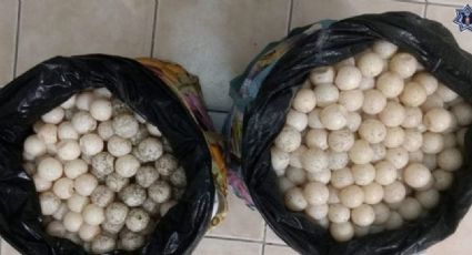 Mujer es detenida con 2 mil huevos de tortuga en Oaxaca