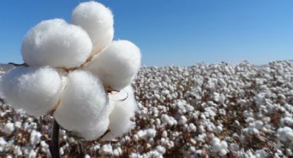 Emite SADER declaratoria de zona libre de plaga en cultivo de algodón