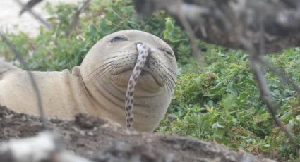 Especialistas ayudan a liberar anguila de la nariz de una foca 