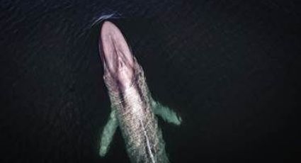 La ballena azul llega a BCS; el animal más grande del planeta (VIDEO)