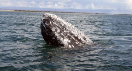 Más de mil ejemplares de Ballena Gris llegan esta temporada a BCS (VIDEO)