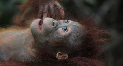 Población de orangutanes en la isla de Borneo está en riesgo