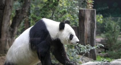 CDMX, hogar de los únicos pandas que no pertenecen a China (VIDEO) 