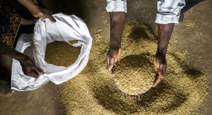 Alza en precio de lácteos y cereales provoca alza en alimentos básicos: FAO