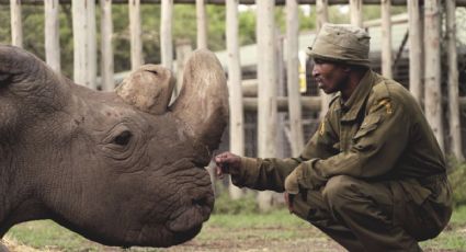 Muere Sudán, último rinoceronte macho blanco del norte del mundo 