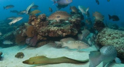 Desarrolla IPN identificación genética de peces en Cabo Pulmo