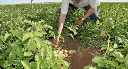 EEUU pagaría tres veces más arancel en agroalimentos por fin del TLCAN: Rosenzweig