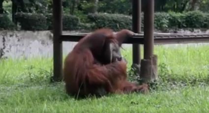 Orangután fuma en zoológico de Indonesia (VIDEO) 