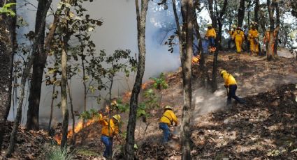 Brigadistas combaten incendio forestal en límites de Tala y Zapopan, Jalisco