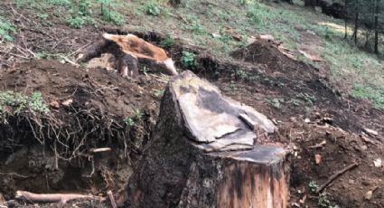 Autoridades ambientales incautan madera talada ilegalmente en el Ajusco