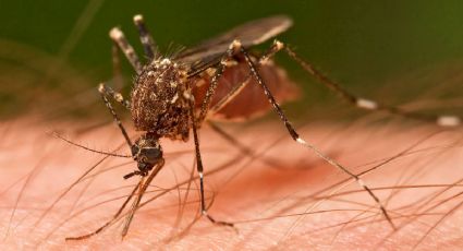 Dan recomendaciones para protegerse contra dengue, zika y chikungunya