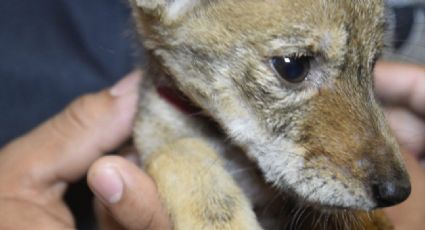 Rescatan a cría de coyote en Veracruz; pretendían comercializarla en Facebook