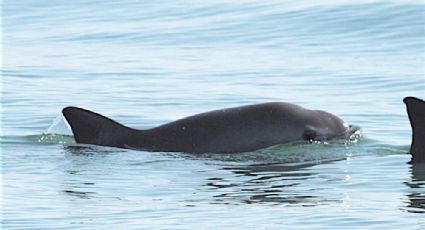Continúa lucha por salvar a la vaquita marina en México
