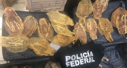 PF detiene en el AICM a ciudadano chino con buches de totoaba