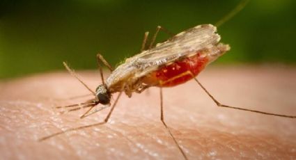 Sin registro de casos de Paludismo desde hace 22 años en Edomex: Ssa