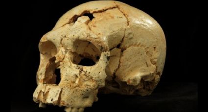 Cerebro de neandertal pudo haber causado su extinción, asegura estudio