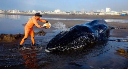 Desde el sábado, trabajan para rescatar a ballena varada en Argentina 