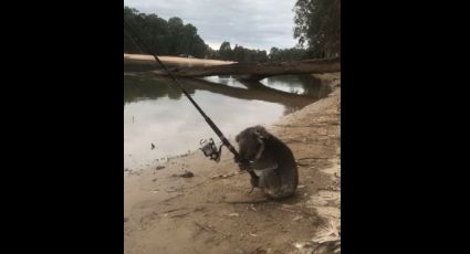 Familia encuentra en río a un koala ¿pescando? (VIDEO) 