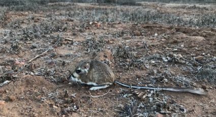 Redescubren en Ensenada a rata canguro; la creían extinta desde 1986 (VIDEO)