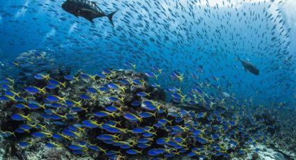Cambio climático amenaza áreas de protección marina 