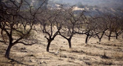 OSC piden a siguiente gobierno acatar compromisos para mitigar cambio climático 